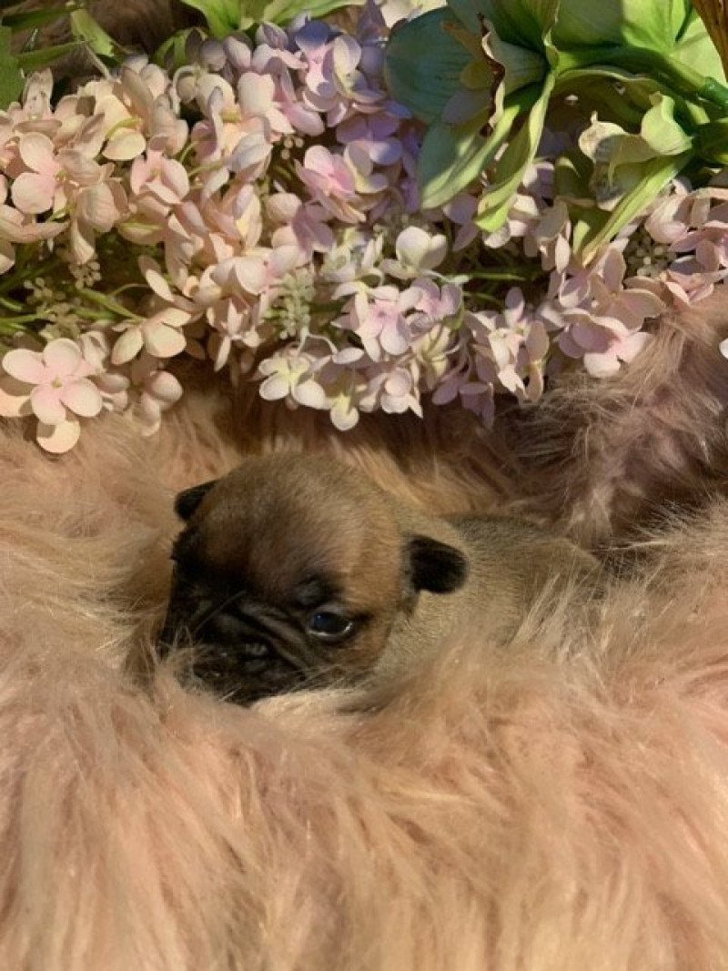 1er chiot (Portée RADEGONDE ❤ TODAY DE LA NOTTE DI CANE 2025) - Mâle Fauve Mâle Bouledogue francais