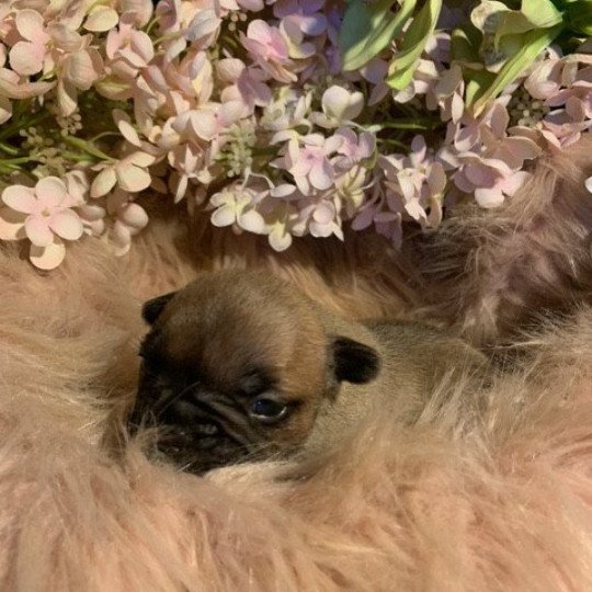 ATHOR OF SKALL FROM VALHALLA Mâle Bouledogue francais