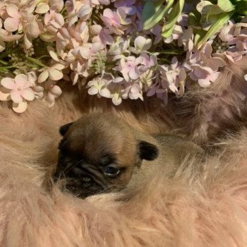 chiot Bouledogue francais Fauve Burgundy Bulldogs