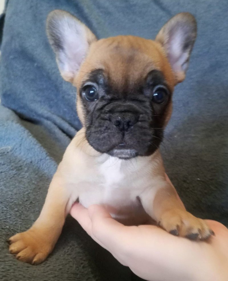 3e chiot (Portée RADEGONDE ❤ TODAY DE LA NOTTE DI CANE 2025) - Femelle fauve petit plastron, blanc au menton Femelle Bouledogue francais