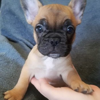 chiot Bouledogue francais fauve Burgundy Bulldogs