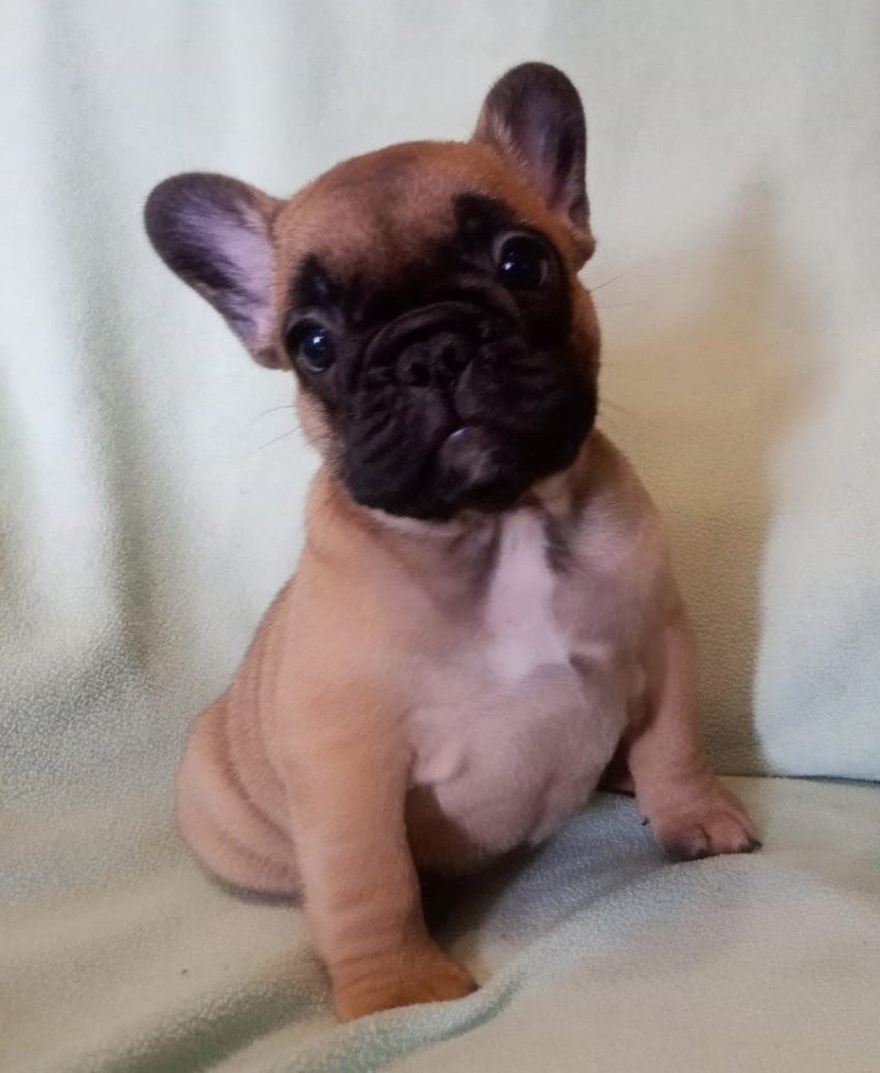 AST MIN OF SKALL FROM VALHALLA Femelle Bouledogue francais
