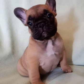 chiot Bouledogue francais fauve Burgundy Bulldogs
