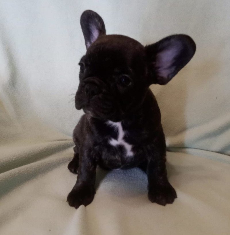 5e chiot (Portée RADEGONDE ❤ TODAY DE LA NOTTE DI CANE 2025) - Femelle bringée plastron fin Femelle Bouledogue francais