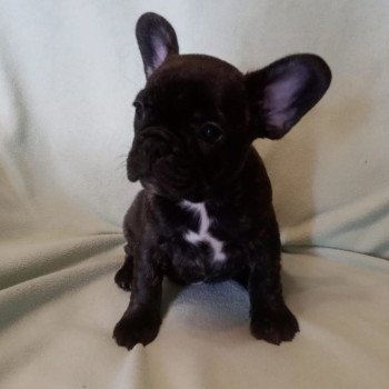chiot Bouledogue francais bringée Burgundy Bulldogs