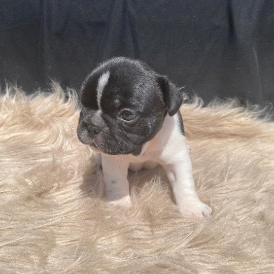 AEGIR OF SKALL FROM VALHALLA Mâle Bouledogue francais