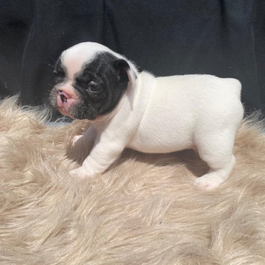 ALVISS OF SKALL FROM VALHALLA Mâle Bouledogue francais