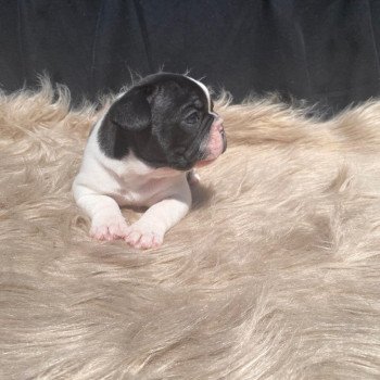 chiot Bouledogue francais Bringé Caille ARKINN Burgundy Bulldogs chiot Bouledogue francais Bringé Caille ARKINN Burgundy Bulldogs