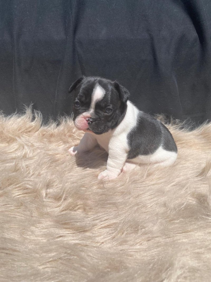 ATCHI OF SKALL FROM VALHALLA Mâle Bouledogue francais ATCHI OF SKALL FROM VALHALLA Mâle Bouledogue francais