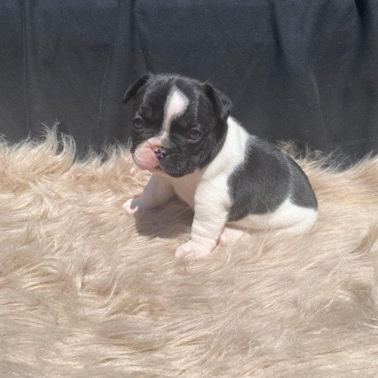 ATCHI OF SKALL FROM VALHALLA Mâle Bouledogue francais