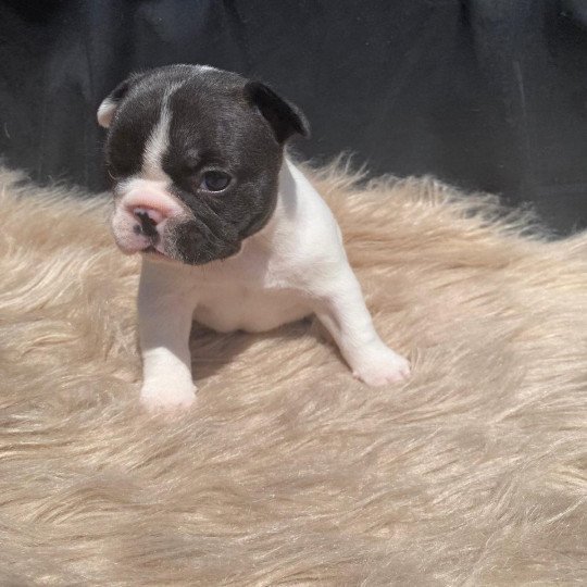 ATHENA OF SKALL FROM VALHALLA Femelle Bouledogue francais