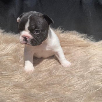 chiot Bouledogue francais Bringée caille ASLAUG Burgundy Bulldogs