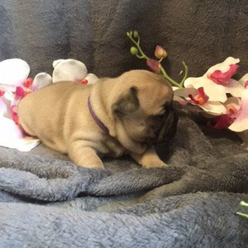 chiot Bouledogue francais Fauve Tara Burgundy Bulldogs chiot Bouledogue francais Fauve Tara Burgundy Bulldogs