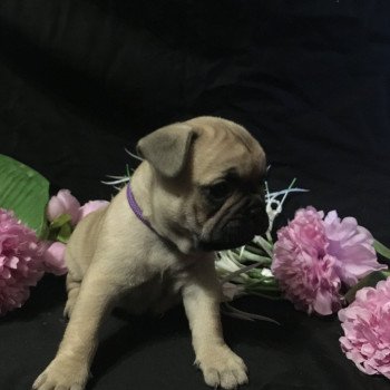 chiot Bouledogue francais Fauve Tara Burgundy Bulldogs chiot Bouledogue francais Fauve Tara Burgundy Bulldogs