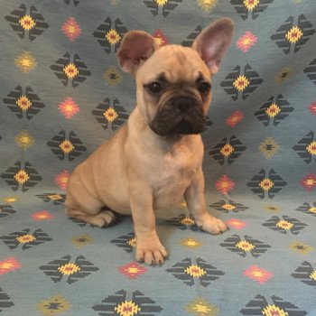 chiot Bouledogue francais Fauve Tara Burgundy Bulldogs chiot Bouledogue francais Fauve Tara Burgundy Bulldogs