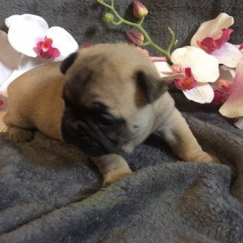 chiot Bouledogue francais Fauve T’Freyja Burgundy Bulldogs