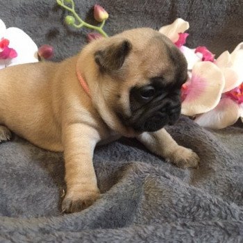 chiot Bouledogue francais Fauve T’Freyja Burgundy Bulldogs