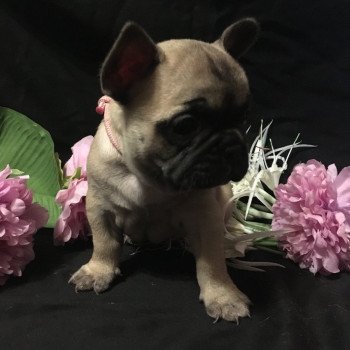 chiot Bouledogue francais Fauve T’Freyja Burgundy Bulldogs