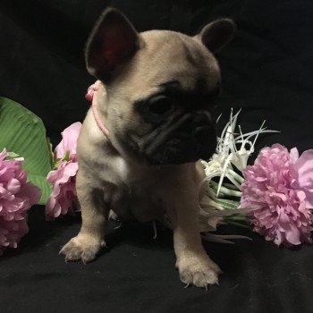 chiot Bouledogue francais Fauve T’Freyja Burgundy Bulldogs