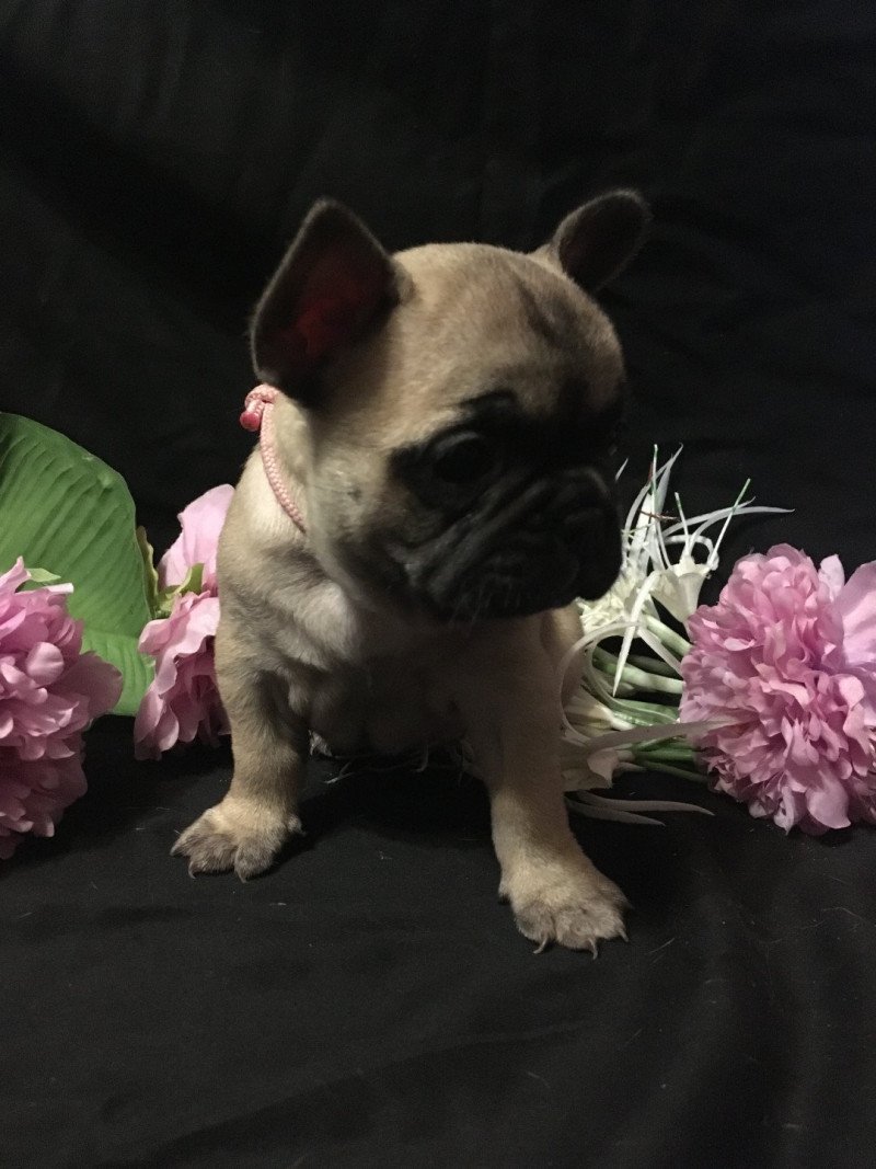 T’Freyja Femelle Bouledogue francais