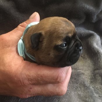 chiot Bouledogue francais Fauve Thjazi Burgundy Bulldogs