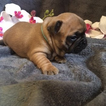 chiot Bouledogue francais Fauve Thjazi Burgundy Bulldogs