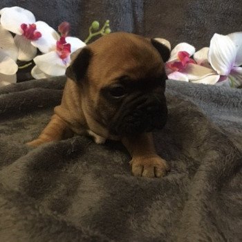 chiot Bouledogue francais Fauve Thjazi Burgundy Bulldogs