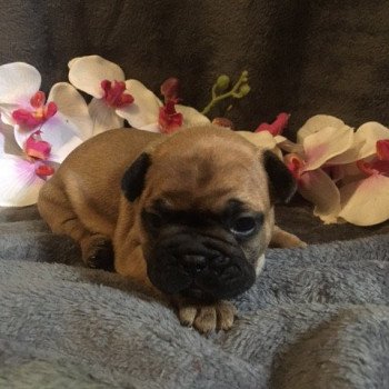 chiot Bouledogue francais Fauve Thjazi Burgundy Bulldogs