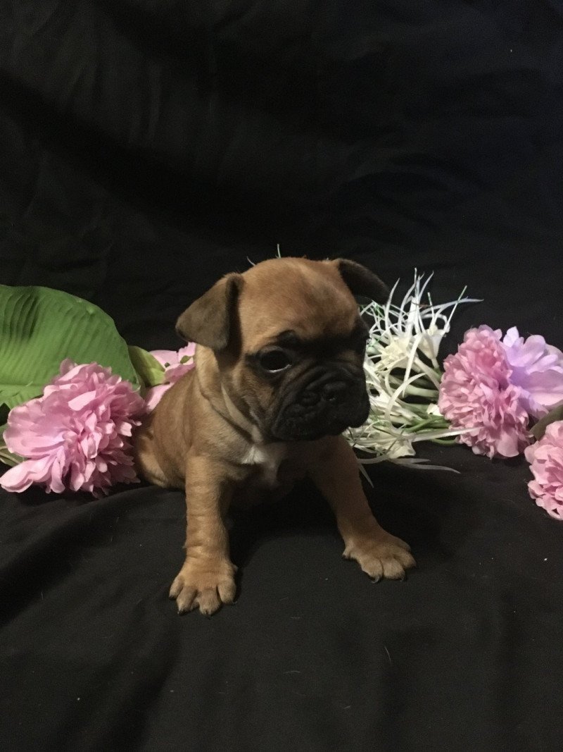 Thjazi Mâle Bouledogue francais