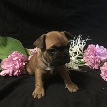 chiot Bouledogue francais Fauve Thjazi Burgundy Bulldogs