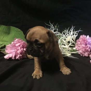 chiot Bouledogue francais Fauve Thjazi Burgundy Bulldogs