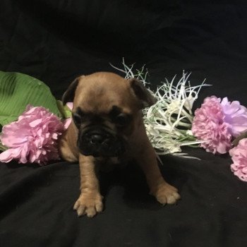 chiot Bouledogue francais Fauve Thjazi Burgundy Bulldogs