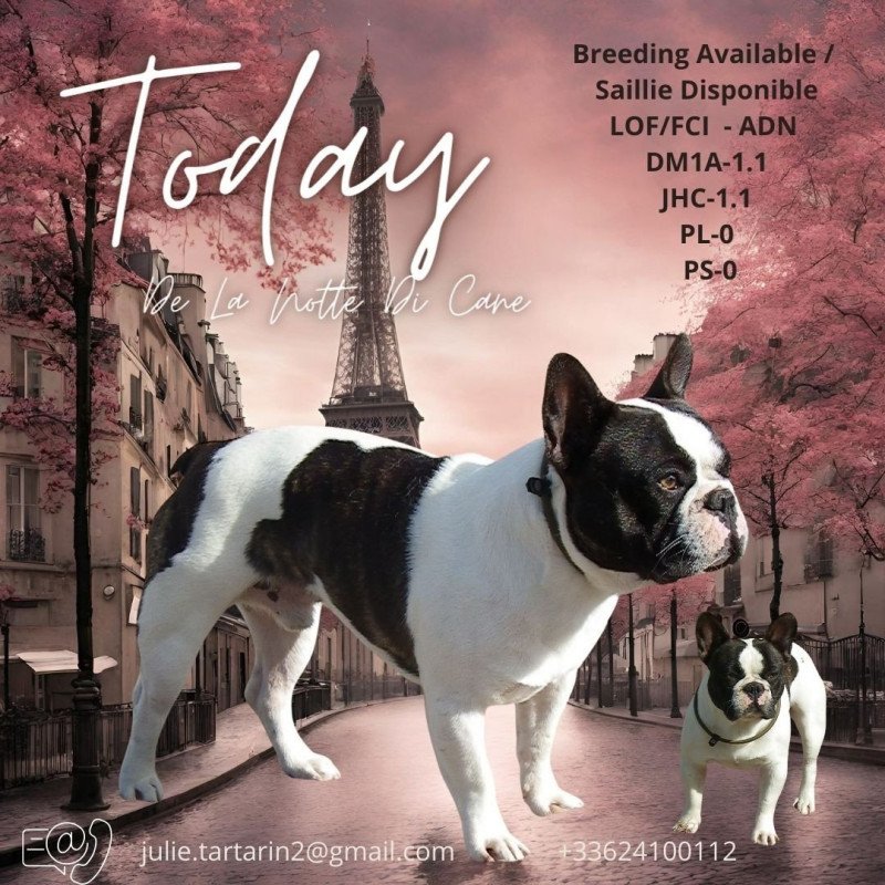 TODAY DE LA NOTTE DI CANE Mâle Bouledogue francais