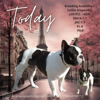 TODAY DE LA NOTTE DI CANE Mâle Bouledogue francais